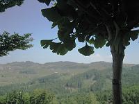  26. Juni 2010 - nach einer schönen Wanderung auf die Landmark habe ich den Ginkgo in sommerlicher Blätterpracht gefunden.